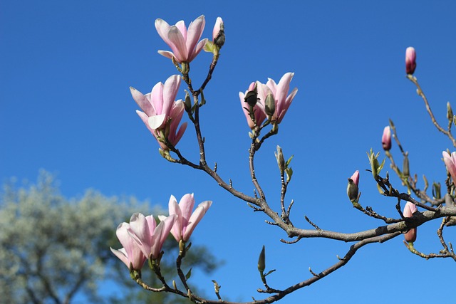 Free Magnolia Spring photo and picture