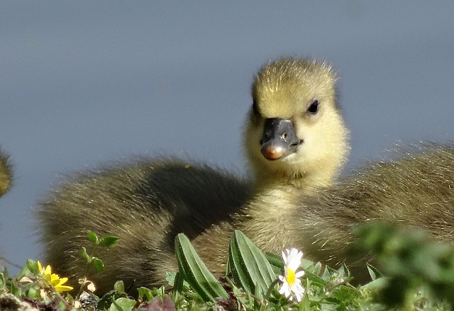 Küken, Natur, Ostern, Tiere, Gänse