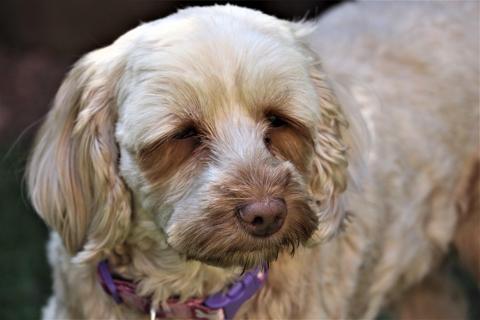 Dog Animal Cockapoo - Free photo on Pixabay - Pixabay