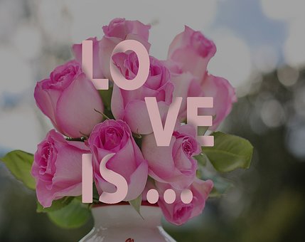 Free Rose Love photo and picture