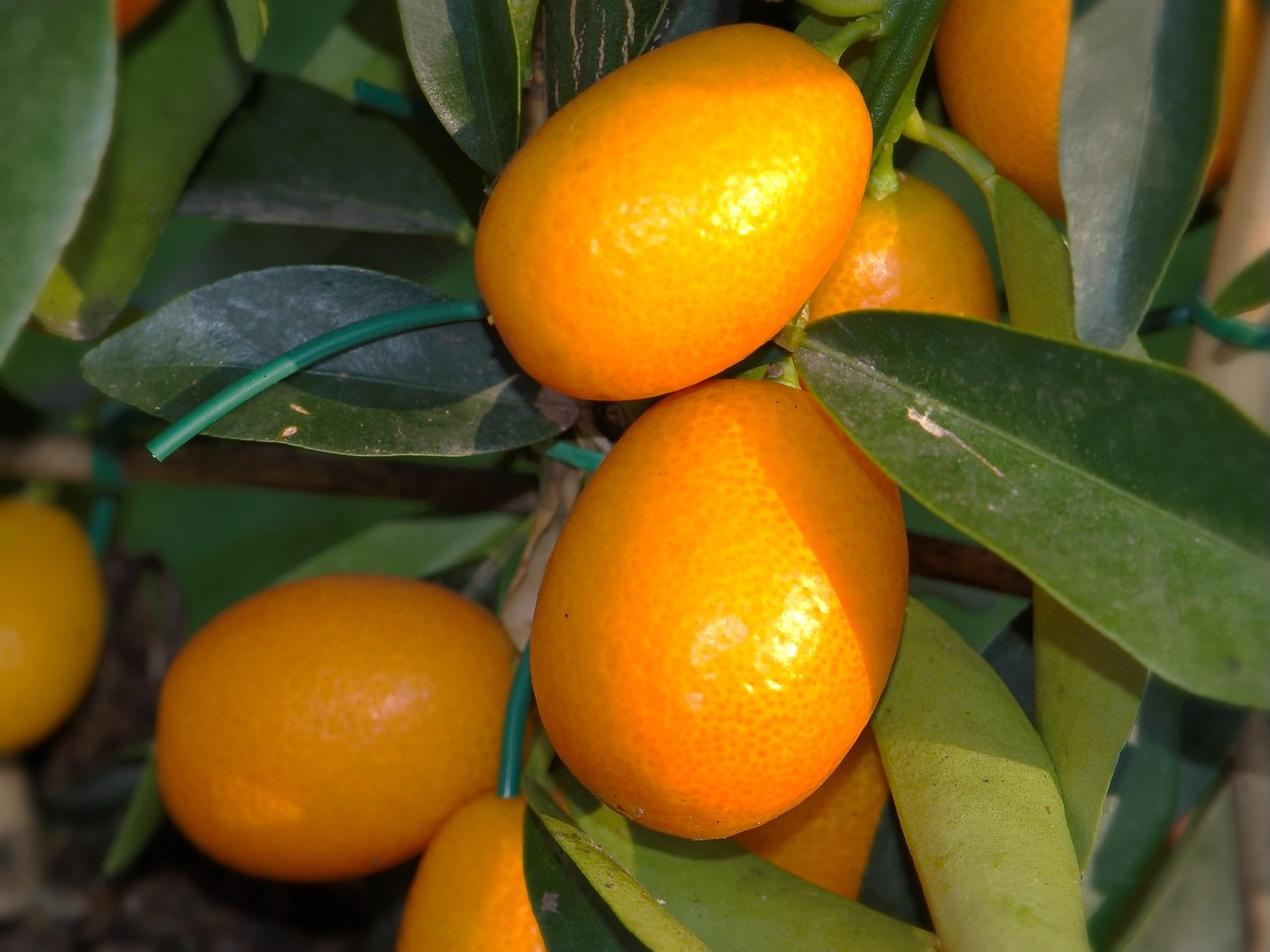 40,000+ Free Citrus Plant & Fruit Images - Pixabay