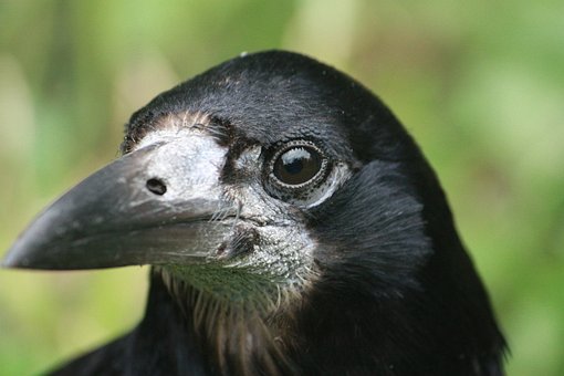 Corbeau Freux, Oiseau, Animal, Faune