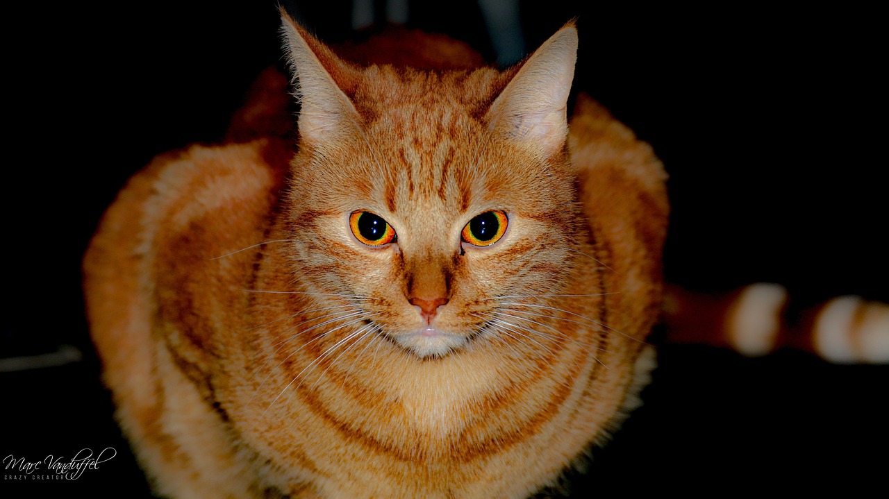 猫 Roux 猫科动物 - Pixabay上的免费照片 - Pixabay