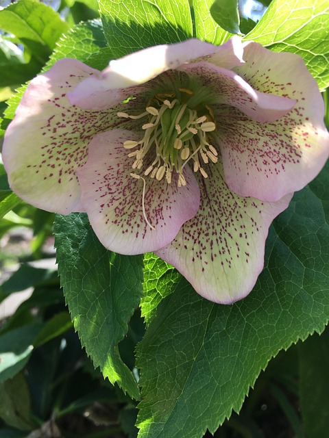 Free Pink Hellebore photo and picture