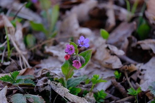 Lungwort, 花, 开花, 自然, 美丽的花朵, Pulmonaria