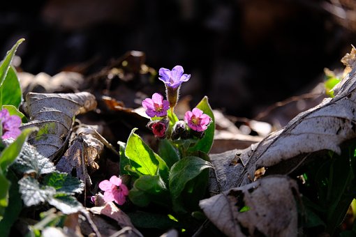 Lungwort, 花, 自然, 开花, 美丽的花朵, 花壁纸, 花卉背景