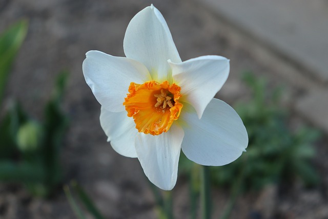 Free Spring Flower Daffodil photo and picture