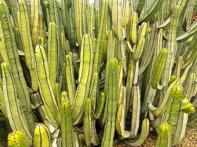 Free Cactus Green photo and picture