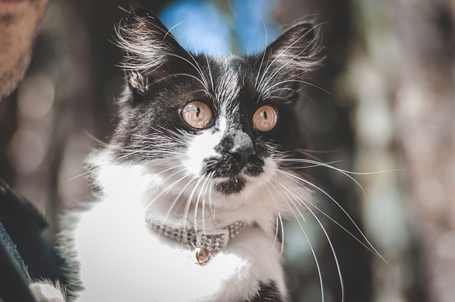 Free Cat Feline photo and picture