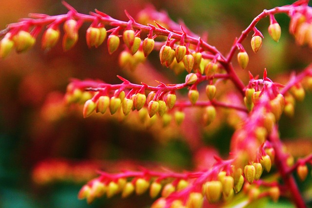 Free Pink Nature photo and picture