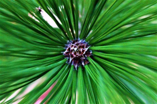Free Green Brown photo and picture