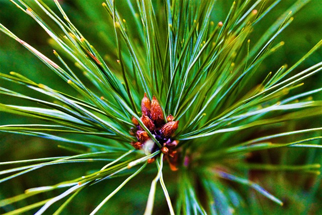 Free Pine Tree photo and picture