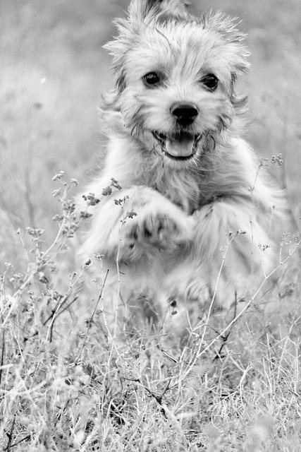 Free Dog Joy photo and picture