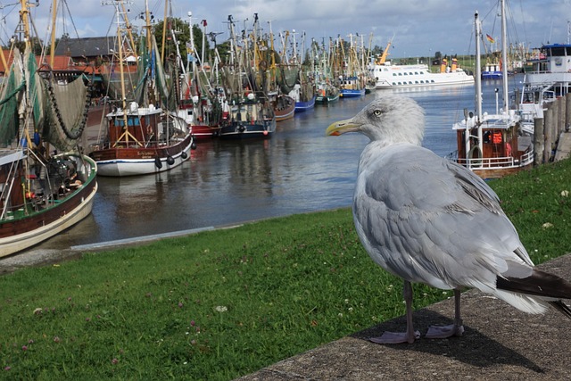 Free Gull Ostfriesland photo and picture