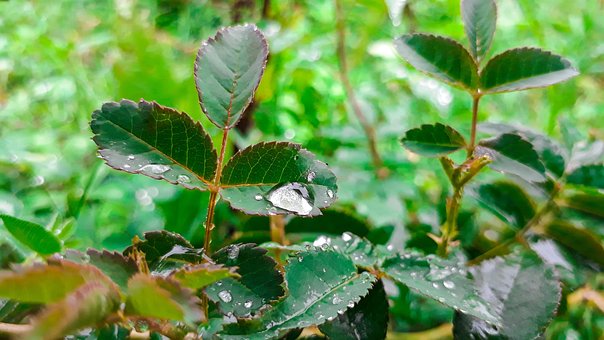Free Rose Leaves Water Droplets photo and picture