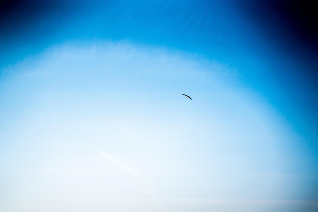 Free Sky Flying photo and picture