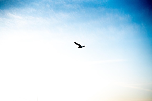 Free Sky Flying photo and picture