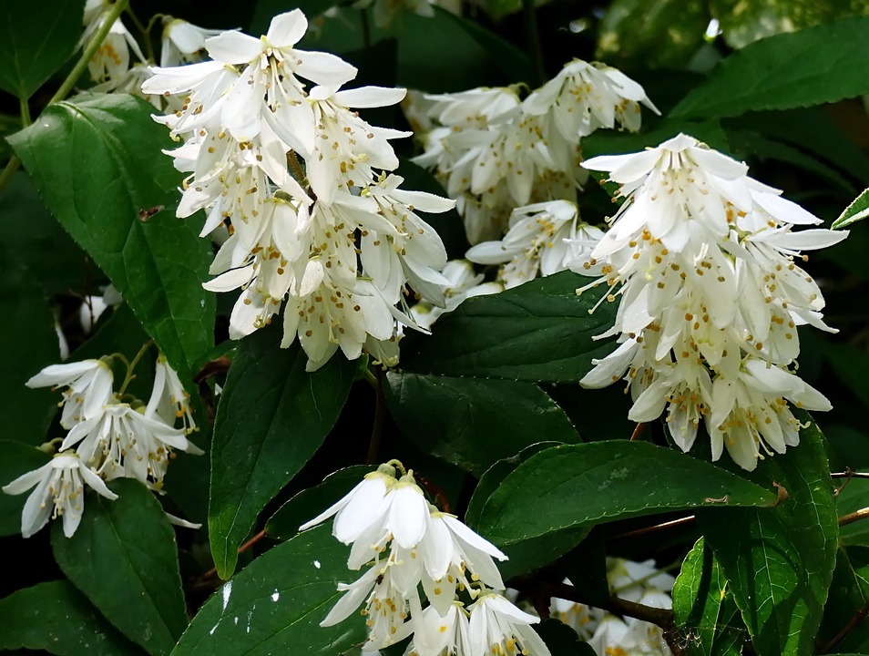 ウツギ, Hydrangéacées, Florazison, 春, 花, 白, ブーケ, ロマンチックな
