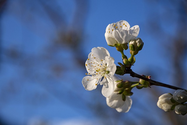 Free Cherry Blossom photo and picture