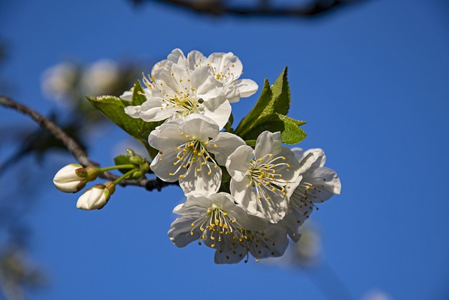 Free Cherry Blossom photo and picture