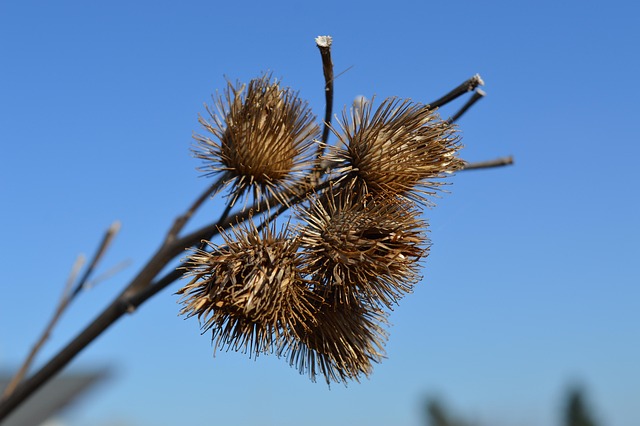 Free Nature Thistle photo and picture