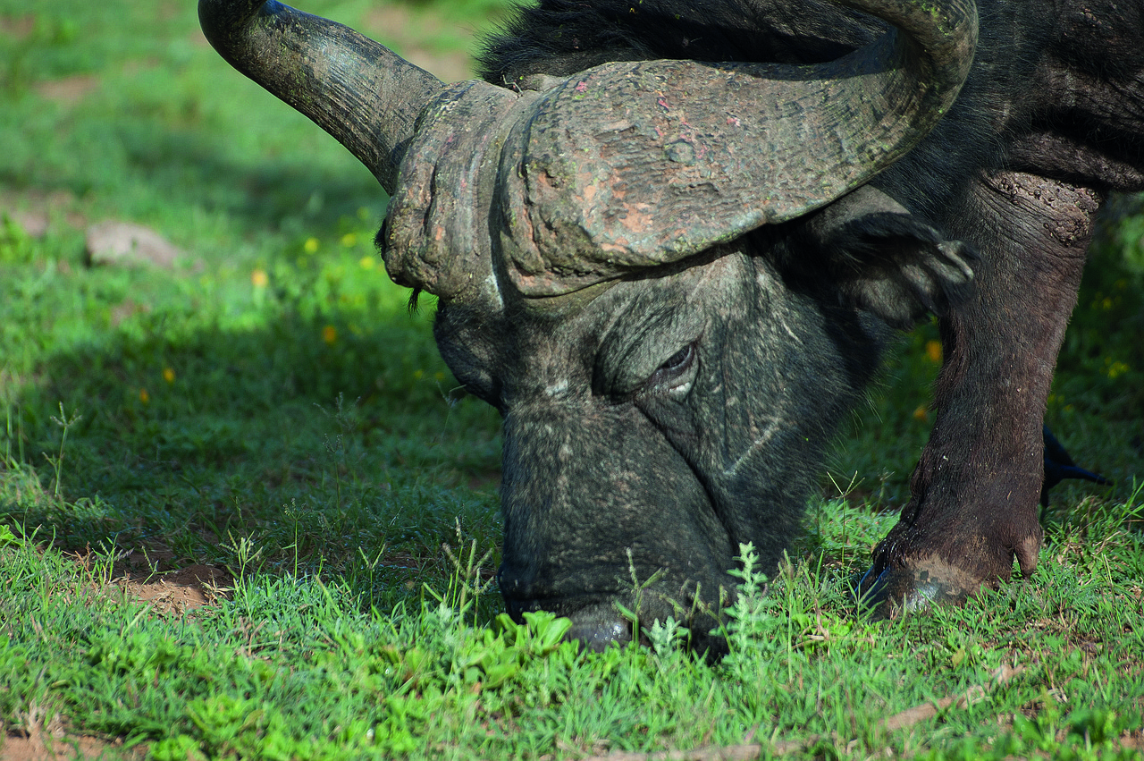 South Africa - free online jigsaw puzzle photo