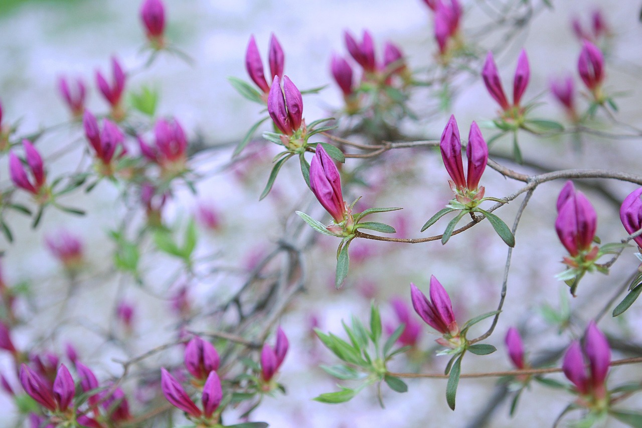 Spring Flower Garden - Free photo on Pixabay - Pixabay