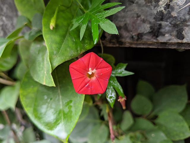 Free Gree Flowers photo and picture