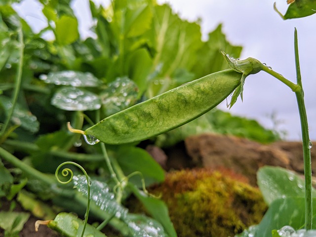 Free Gree Vegetables photo and picture
