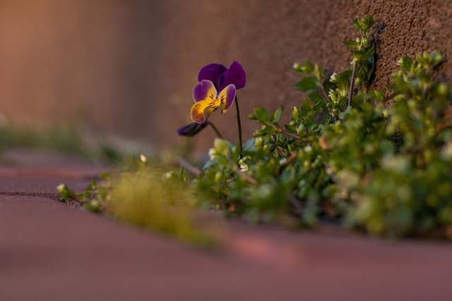 Free Pansy Flower Background photo and picture