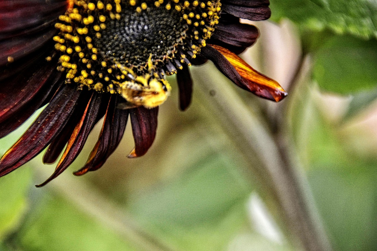 Insect Forage Flower - Free photo on Pixabay - Pixabay
