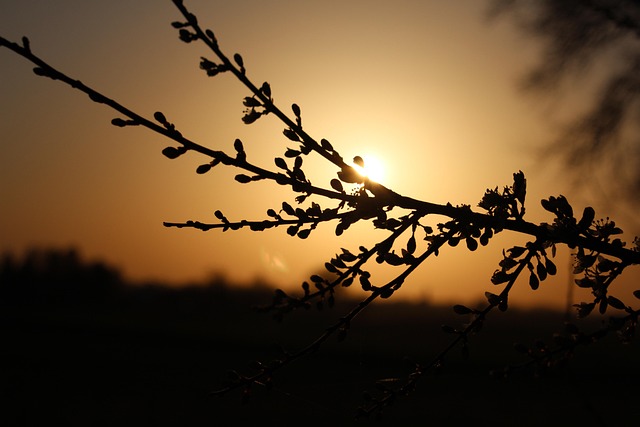 Free Sunset Nature photo and picture