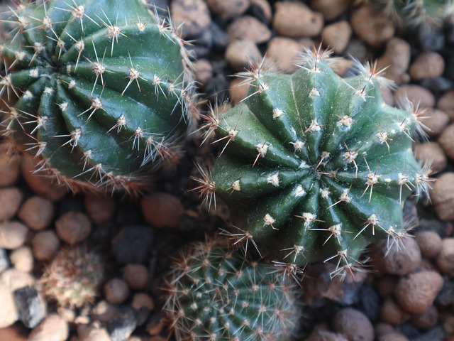 Free Cactus Cacti photo and picture