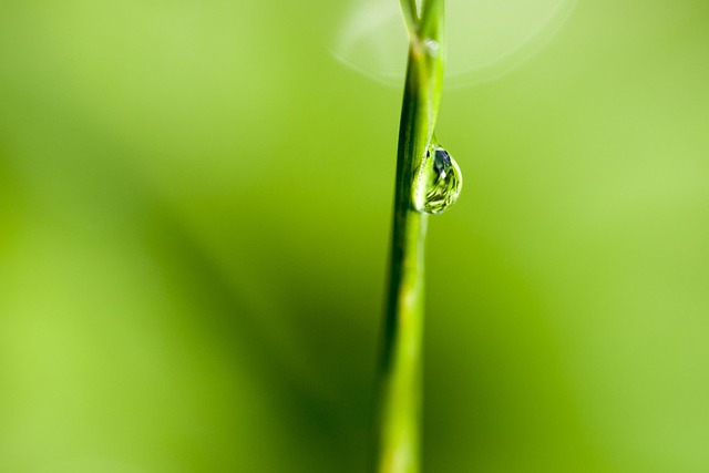 Orvalho, Gotas, Verde, Natureza, Prado