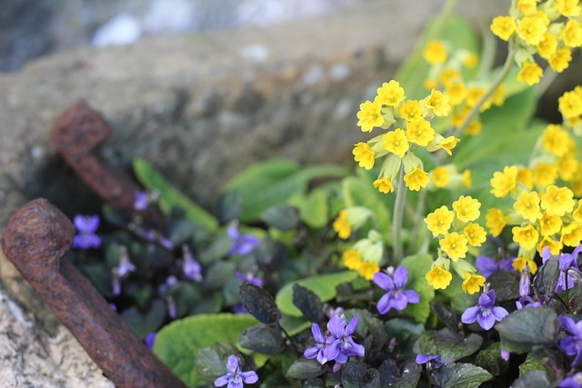 Free Spring Flowers Flower Wallpaper photo and picture