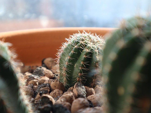 Free Cactus Plant photo and picture