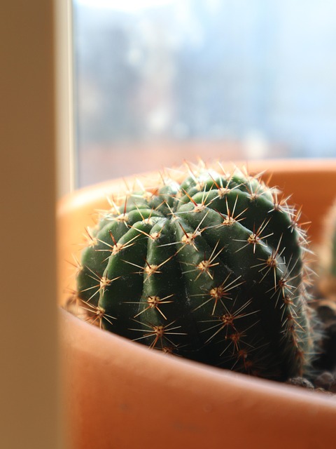 Free Cactus Thorns photo and picture