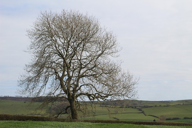 Free Tree Sycamore photo and picture