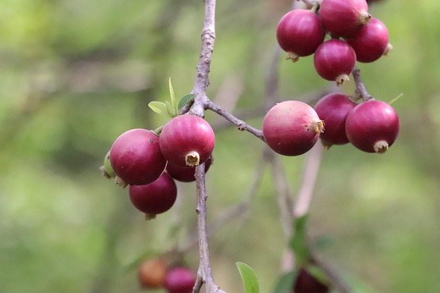 Free Purple Fruit photo and picture