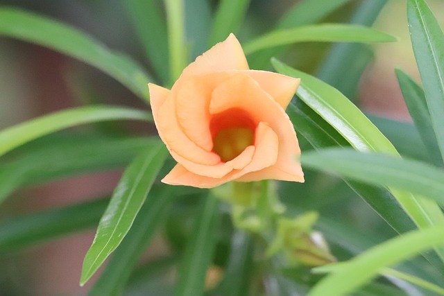Free Orang Oleander photo and picture