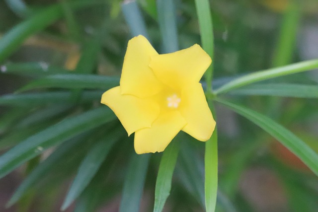 Free Yellow Oleander photo and picture