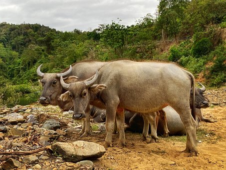 Free Buffalo Riding photo and picture