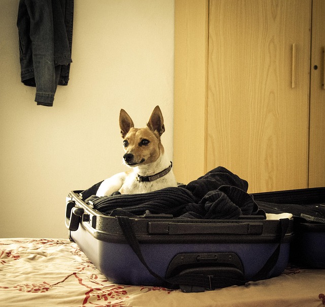 Hunde, Tiere, Hund, Haustiere