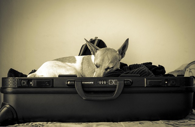 Hunde, Natur, Tiere, Tier, Hund