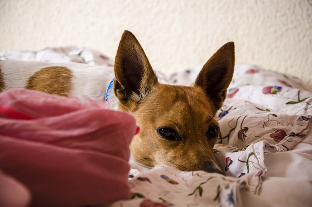 Hunde, Natur, Haustier, Tiere, Hund
