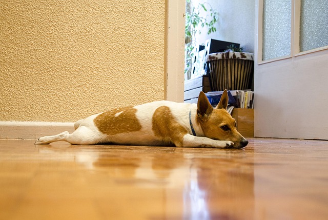 Hunde, Tiere, Hund, Haustiere