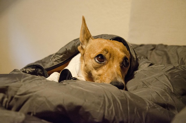 Hunde, Tier, Natur, Haustier, Tiere