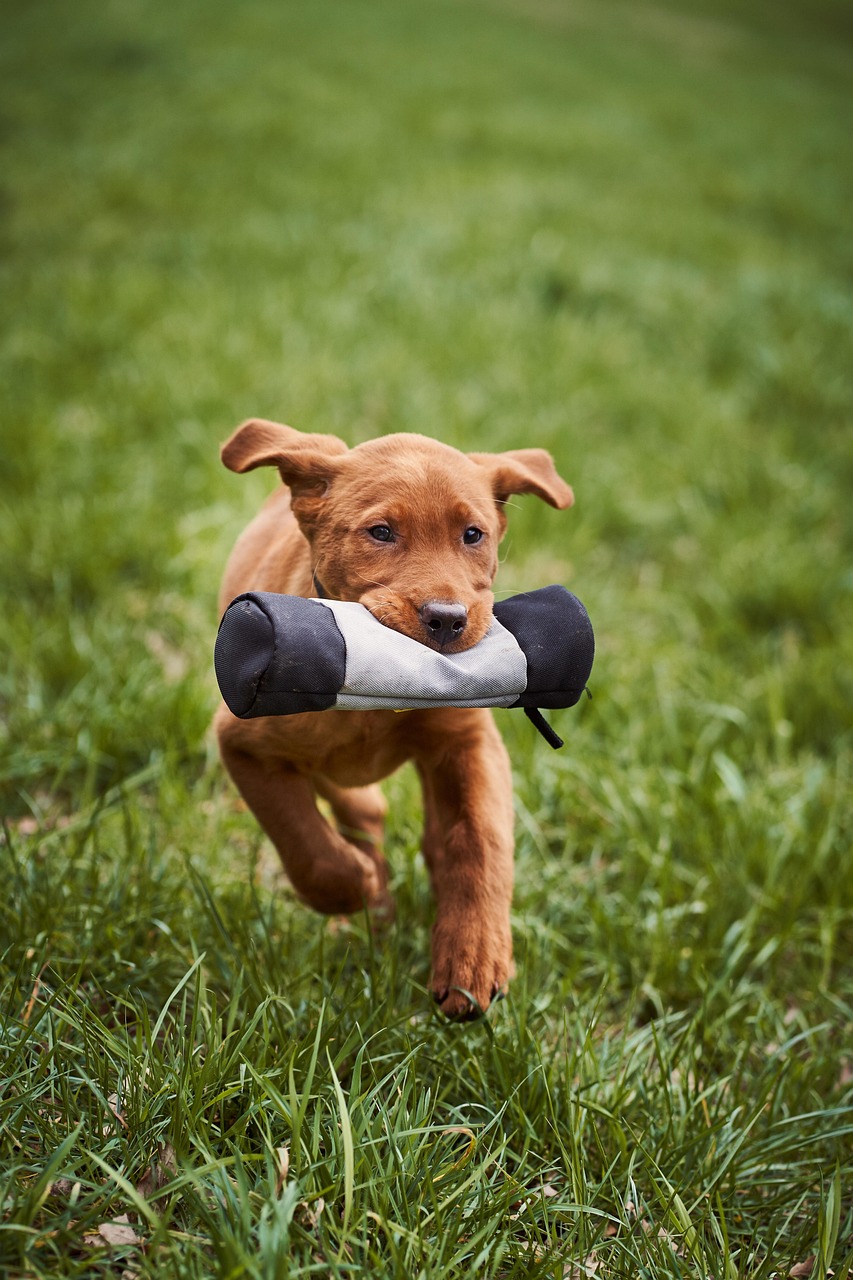 Puppy Run Dog Free photo on Pixabay Pixabay