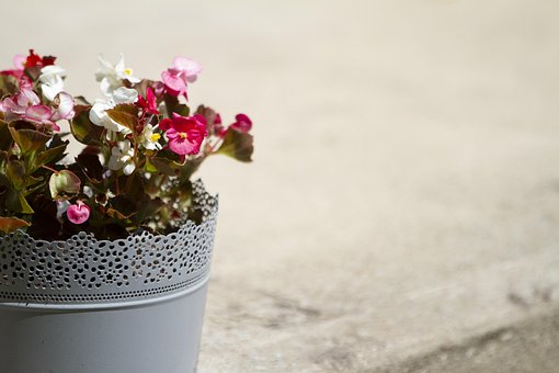 Topf, Pflanze, Blumen Hintergrund