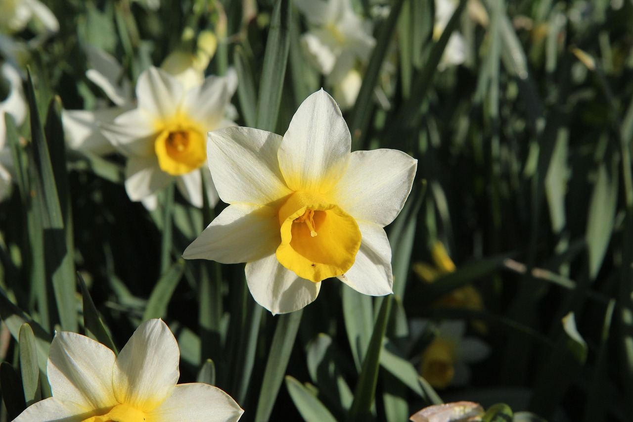 Daffodils SpringFlowering Garden Free photo on Pixabay Pixabay